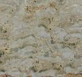 Paleoproterozoic Columnar Stromatolite (Eucapsiphora) - Australia #96216-1